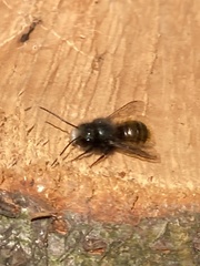 Osmia cornuta