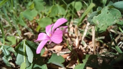 Oxalis