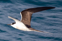 Onychoprion anaethetus