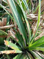 Stenocatantops mistshenkoi