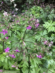 Geranium reuteri image