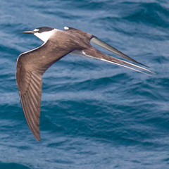 Onychoprion anaethetus