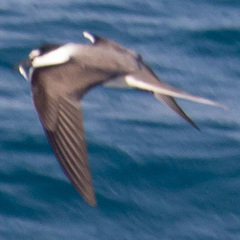 Onychoprion anaethetus