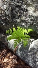 Gymnocarpium jessoense