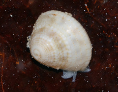 Heliacus trochoides