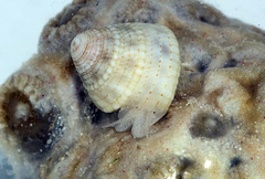 Heliacus trochoides