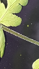 Gymnocarpium jessoense