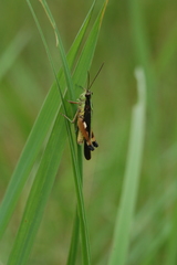 Epacromiini