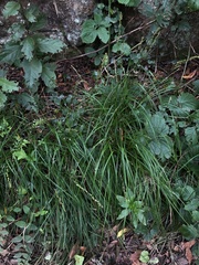 Carex canariensis image