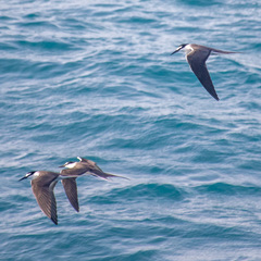 Onychoprion anaethetus