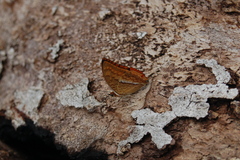 Charaxes macclounii