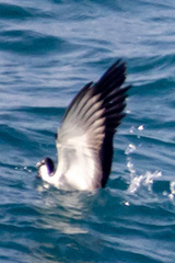 Onychoprion anaethetus