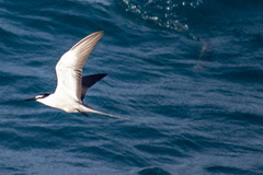 Onychoprion anaethetus