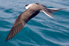 Onychoprion anaethetus