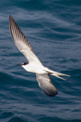 Onychoprion anaethetus