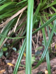 Carex perraudieriana image