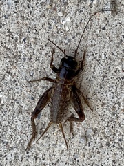 Gryllus lightfooti