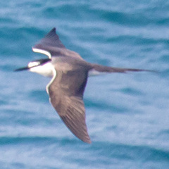 Onychoprion anaethetus