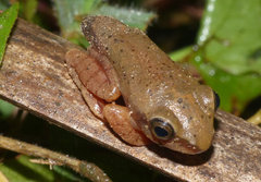 Guibemantis depressiceps