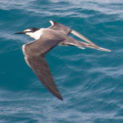 Onychoprion anaethetus