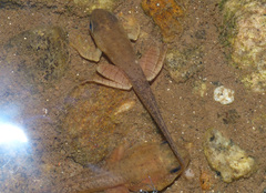 Guibemantis depressiceps