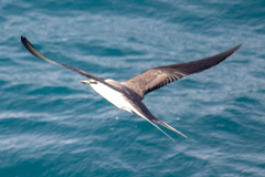 Onychoprion anaethetus