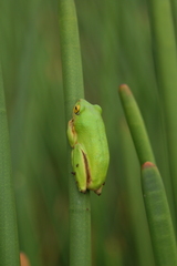 Hyperolius tuberilinguis