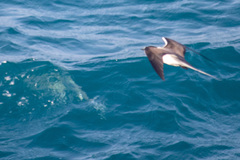 Onychoprion anaethetus