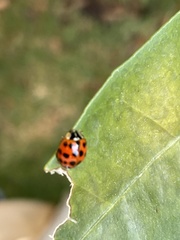 Harmonia axyridis