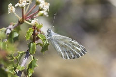 Pontia sisymbrii