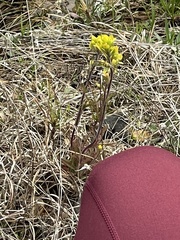 Castilleja kraliana