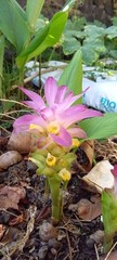 Curcuma longa