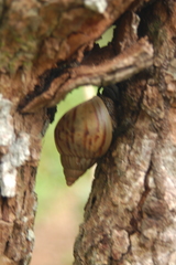 Achatinidae