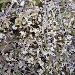 Cladonia convoluta