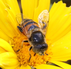 Eristalinus modestus