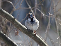 Passer domesticus
