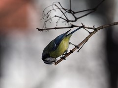 Cyanistes caeruleus