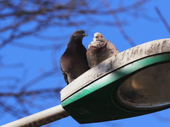 Columba livia domestica