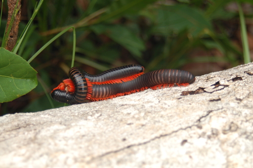 Red-legged Millipede