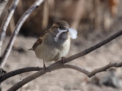 Passer domesticus