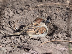 Passer domesticus