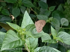 Mycalesis perseoides