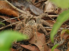 Pterinochilus murinus