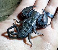 Hadogenes troglodytes