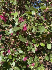 Loropetalum