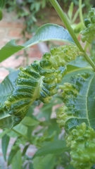 Psyllidae