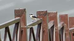 Oenanthe melanoleuca