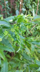 Psyllidae
