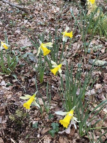 Narcissus pseudonarcissus