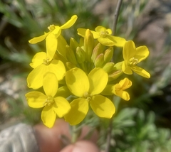 Alyssoides utriculata